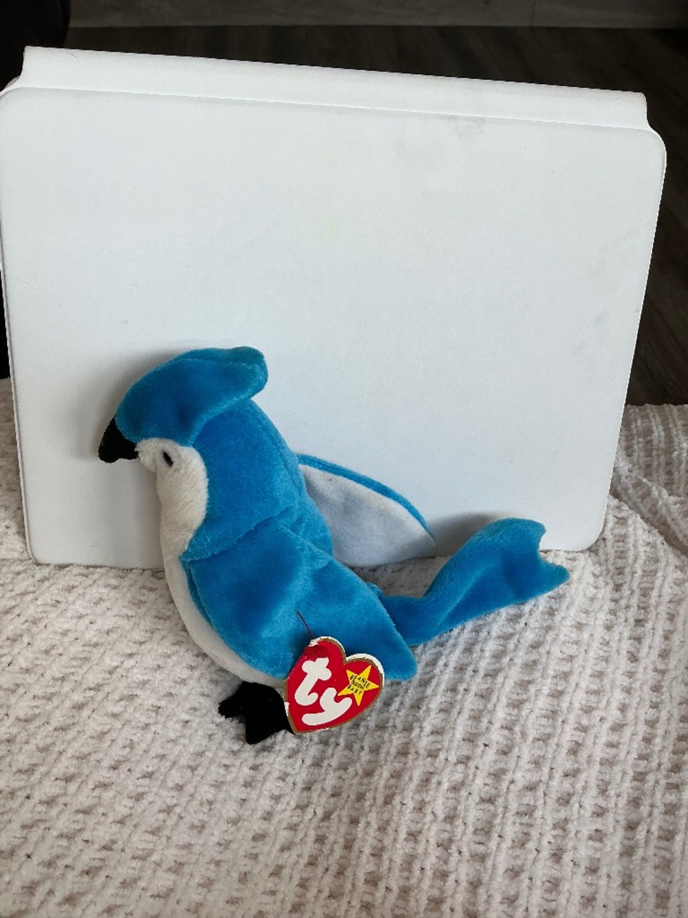 Rocket the Blue Jay